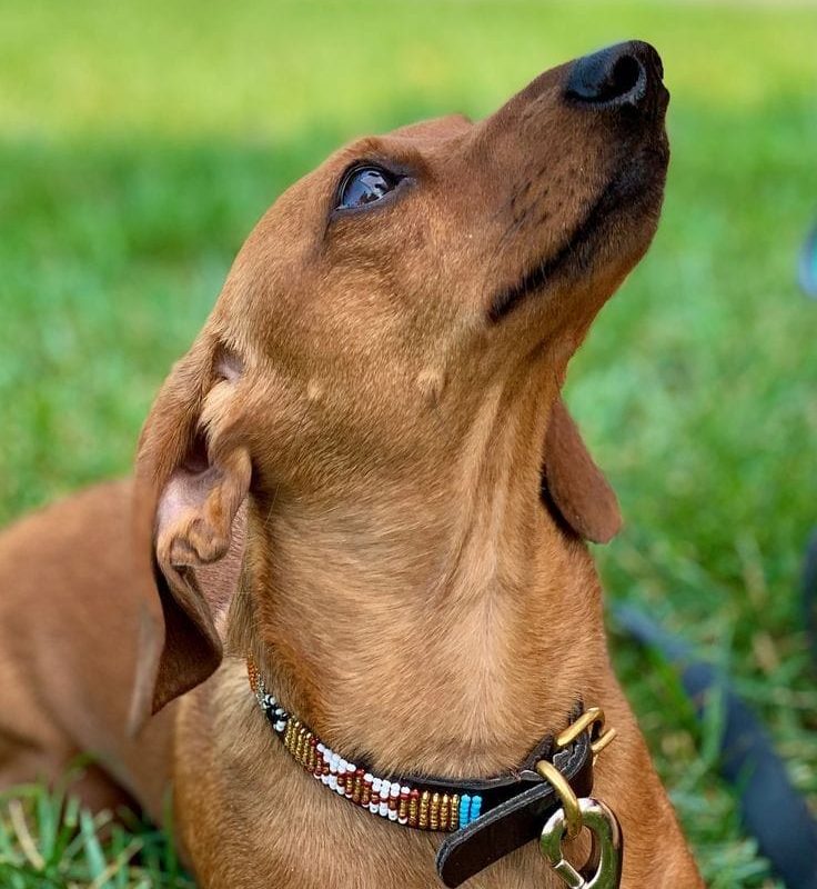 Kosta collar and leash set