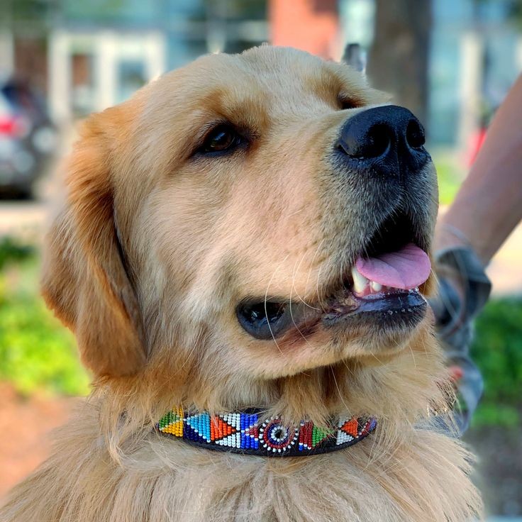 Tila Maasai beaded dog collar