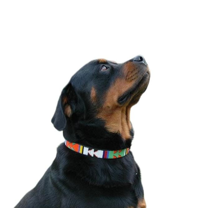 Azizi 1 Inch beaded dog collar