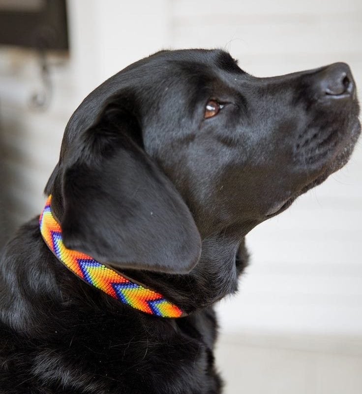 Simba 1.5 Inches beaded dog collar